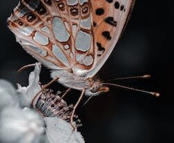 METAMORFOSIS KEHIDUPAN